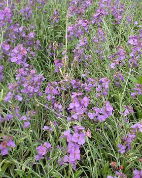 Fausse Giroflée panachée - Fleurs vivaces - ERYSIMUM LINIFOLIUM VARIEGATUM