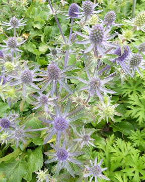 Panicaut à feuilles planes Blue Hobbit - Fleurs vivaces - Eryngium planum Blue Hobbit