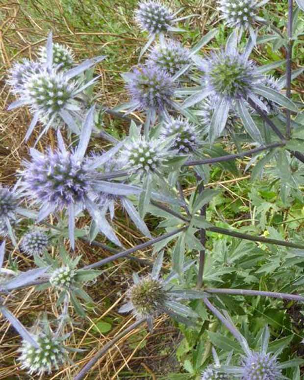 Panicaut tripartite - Fleurs vivaces - Eryngium x tripartitum