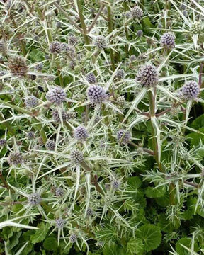 Panicaut Chardon variifolium - Fleurs vivaces - ERYNGIUM VARIIFOLIUM