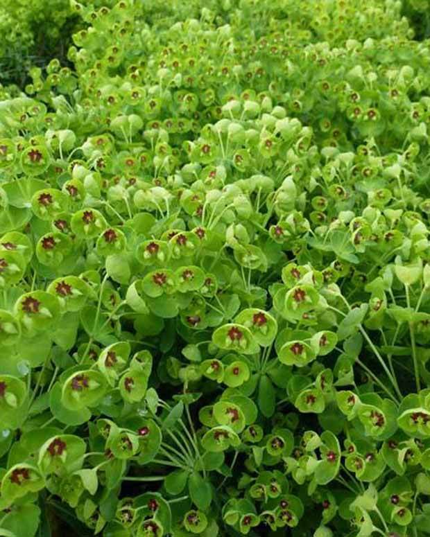 Euphorbe des bois Kolibri - Fleurs vivaces - Euphorbia amygdaloides Kolibri