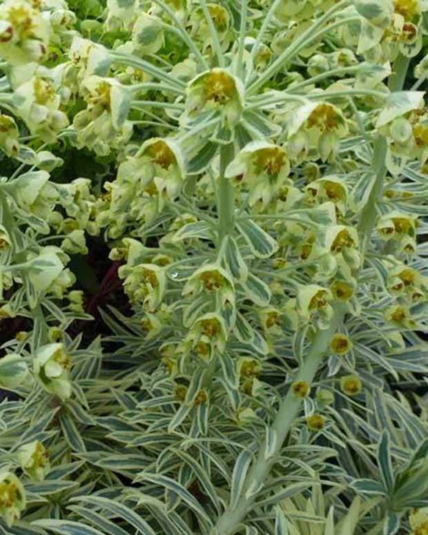 Euphorbe arbustive panachée - Fleurs vivaces - EUPHORBIA CHARACIAS EMMER GREEN