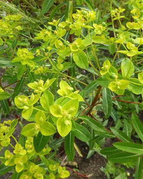 Euphorbe cornigera Goldener Turm - Fleurs vivaces - EUPHORBIA CORNIGERA GOLDENER TURM