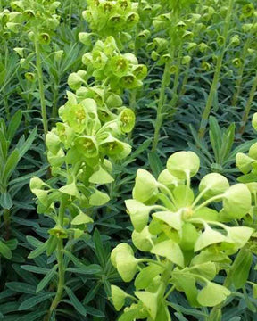 Euphorbe des garrigues - Fleurs vivaces - Euphorbia characias