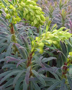 Euphorbe Purple and Gold - Fleurs vivaces - EUPHORBIA CHARACIAS PURPLE AND GOLD