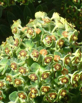 Euphorbe des vallons Portuguese Velvet - Fleurs vivaces - EUPHORBIA CHARACIAS PORTUGUESE VELVET