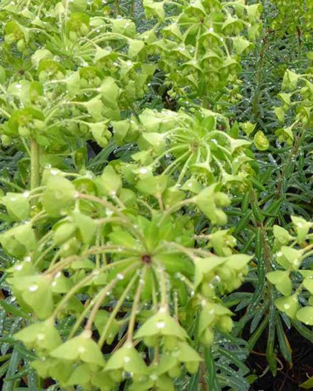 Euphorbe des vallons Starbright - Fleurs vivaces - EUPHORBIA CHARACIAS STARBRIGHT