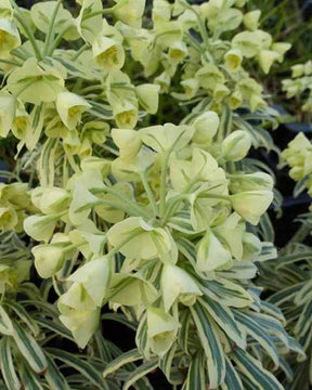 Euphorbe des vallons Tasmanian Tiger - Fleurs vivaces - EUPHORBIA CHARACIAS TASMANIAN TIGER