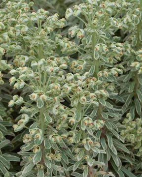 Euphorbe characias Wilcott Silver Swan - Fleurs vivaces - EUPHORBIA CHARACIAS WILCOTT (SILVER SWAN)