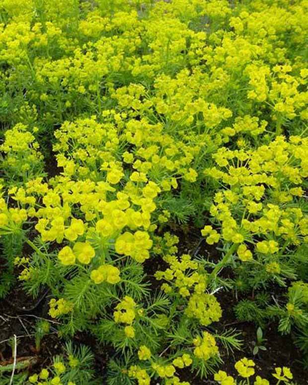 3 Euphorbes petit-cyprès - Fleurs vivaces - EUPHORBIA CYPARISSIAS