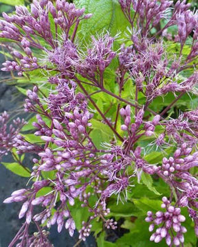 Eupatoire pourpre naine Baby Joe - Fleurs vivaces - Eupatorium dubium Baby Joe