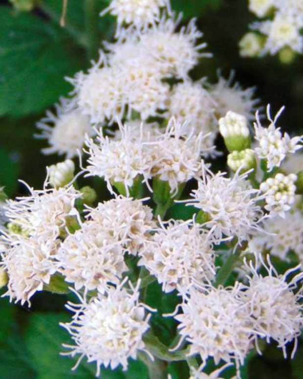 Eupatoire blanche Lucky Melody - Fleurs vivaces - Ageratina altissima Allmelody LUCKY MELODY