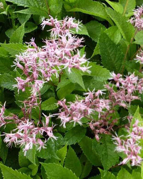 Eupatoire Mask - Fleurs vivaces - Eupatorium Mask