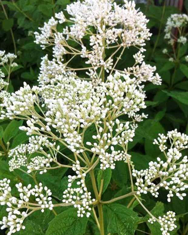 Eupatoire maculée Album - Fleurs vivaces - EUPATORIUM MACULATUM ALBUM