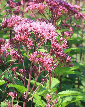 Eupatoire tachetée JS Humble - Fleurs vivaces - Eupatorium maculatum JS Humble