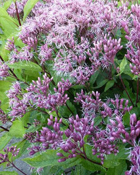 Eupatoire maculatum Purple Bush - Fleurs vivaces - EUPATORIUM MACULATUM PURPLE BUSH