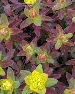 Euphorbe polychrome Bonfire - Fleurs vivaces - EUPHORBIA POLYCHROMA BONFIRE