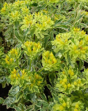 Euphorbe polychrome Variegata - Fleurs vivaces - EUPHORBIA POLYCHROMA VARIEGATA