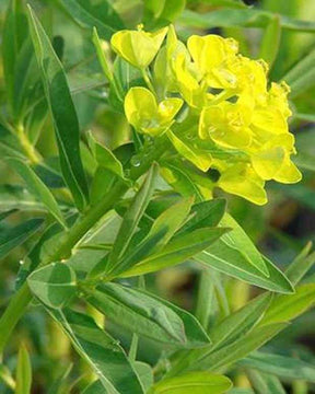 Euphorbe des marais Walenburgs Glorie - Fleurs vivaces - EUPHORBIA PALUSTRIS WALENBURGS GLORIE