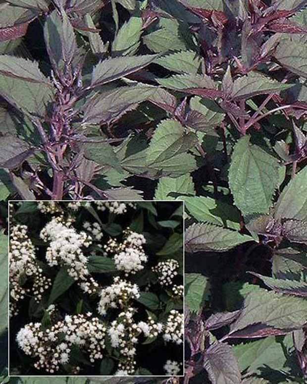 Eupatoire à feuilles molles Chocolate - Fleurs vivaces - EUPATORIUM RUGOSUM CHOCOLATE