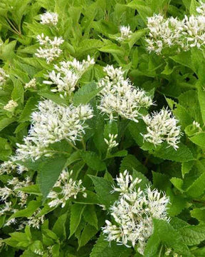 Eupatoire à feuilles molles Snowball - Fleurs vivaces - EUPATORIUM RUGOSUM SNOWBALL