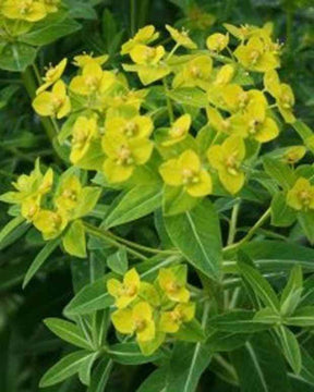 Euphorbe schillingii - Fleurs vivaces - EUPHORBIA SCHILLINGII