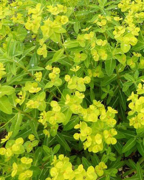 Euphorbe wallichii - Fleurs vivaces - EUPHORBIA WALLICHII