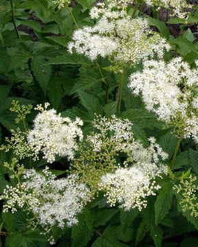 Filipendule pourpre Alba - Reine des prés - Filipendule - FILIPENDULA PURPUREA ALBA