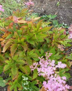 Filipendule Kahome - Reine des prés rose - Filipendule - Filipendula Kahome