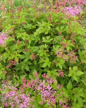 Filipendule palmée - Filipendule - FILIPENDULA PALMATA