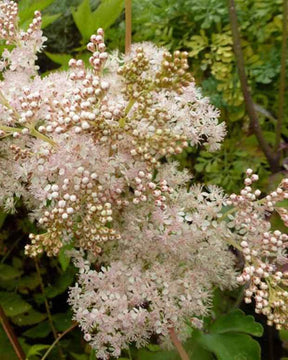 Filipendule palmée Nana - Filipendule - FILIPENDULA PALMATA NANA