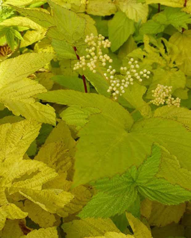 Reine des prés Aurea - Fleurs vivaces - FILIPENDULA ULMARIA AUREA