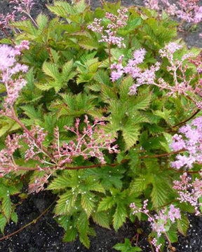 Reine des près Rosea - Fleurs vivaces - FILIPENDULA ULMARIA ROSEA