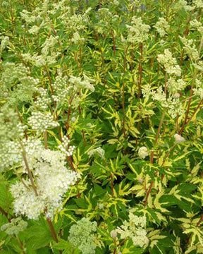 Reine des près Variegata - Fleurs vivaces - FILIPENDULA ULMARIA VARIEGATA