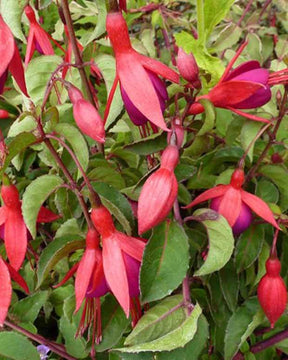 Fuchsia Mrs Popple - Fuchsia - Fuchsia Mrs Popple