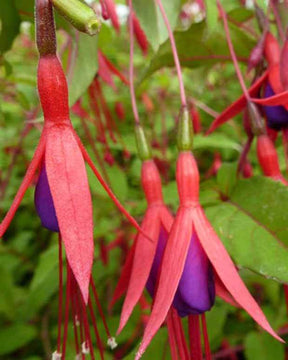 Fuchsia rustique à feuilles pourpres - Fuchsia - FUCHSIA MAGELLANICA VAR. GRACILIS