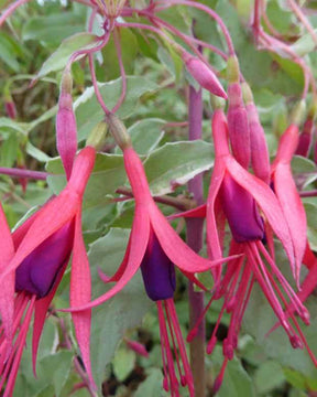 Fuchsia de Magellan Tricolor - Fuchsia - Fuchsia magellanica Tricolor