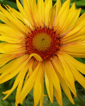 3 Gaillardes hybride à grandes fleurs Amber Wheels - Fleurs vivaces - Gaillardia x grandiflora Amber Wheels