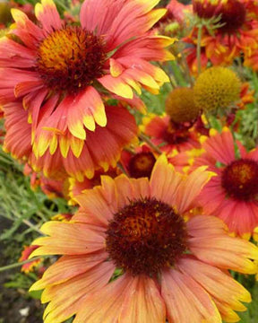 Gaillarde Bremen - Fleurs vivaces - Gaillardia Bremen