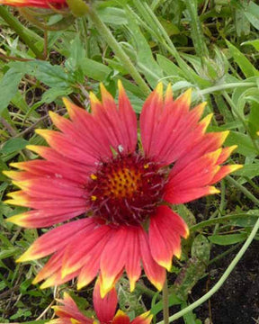 3 Gaillardes Tokayer - Fleurs vivaces - Gaillardia Tokayer