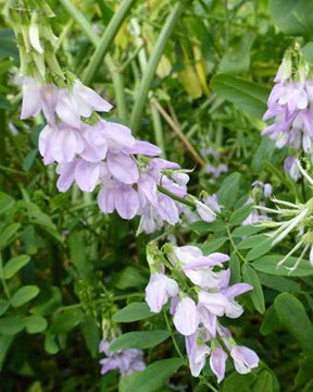 Galéga officinal - jardins - GALEGA OFFICINALIS