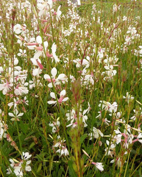 Gaura Madonna - Gaura - GAURA LINDHEIMERI MADONNA