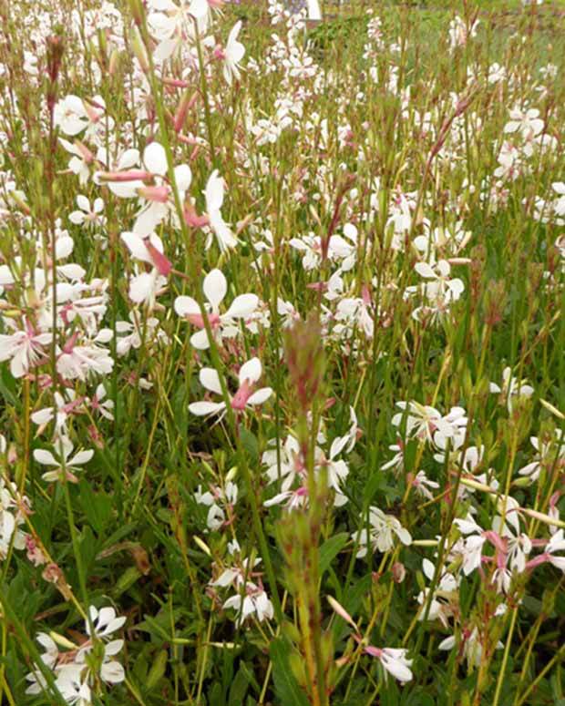 Gaura Madonna - Gaura - GAURA LINDHEIMERI MADONNA