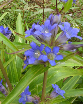 Gentiane de Sibérie - Fleurs vivaces - GENTIANA DAHURICA