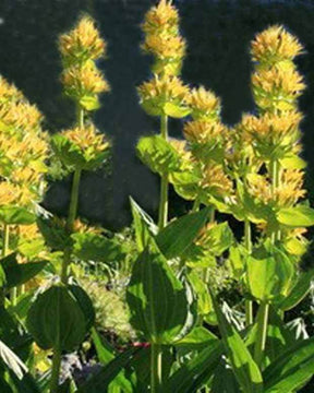 Gentiane jaune - Fleurs vivaces - Gentiana lutea