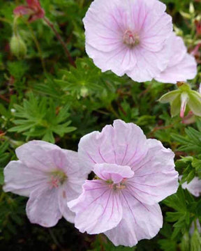 Géranium vivace sanguin Apfelblüte - Géraniums vivaces - Geranium sanguineum Apfelblüte