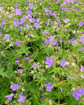 Géranium des bois Bridget Lion - Géraniums vivaces - Geranium sylvaticum Bridget Lion