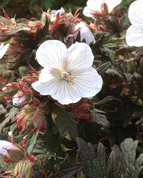 Géranium vivace Black and White Army - Géraniums vivaces - Geranium pratense Blackn White Army