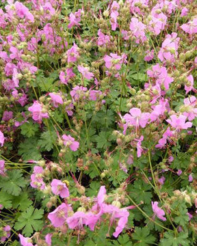 Géranium vivace Berggarten - Géraniums vivaces - Geranium x cantabrigiense Berggarten