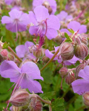 Géranium vivace Cambridge - Géraniums vivaces - GERANIUM CANTABRIGIENSE CAMBRIDGE